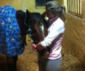 Κορωπί: Ευθανάτωσαν το άλογο για να το απαλλάξουν από το μαρτύριο του